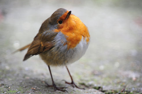 Bobbin Robin Art Canvas